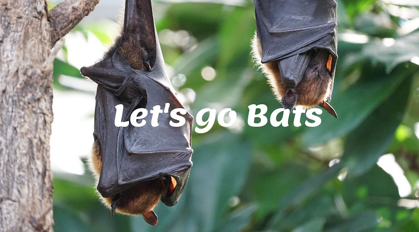 Đoạn Văn "Let's Go Bats" Của Sách Cambridge 7, Test 1